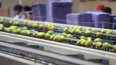 Fruticultura en Río Negro. Foto: Andrés Maripe