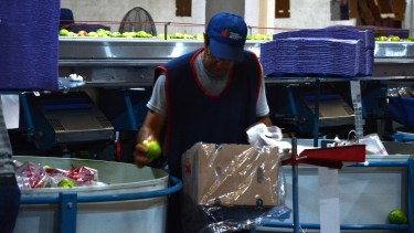 Roca 29/01/25: galpón de empaque de la Primera Cooperativa. Peras, exportación, fruticultura. Foto: Andrés Maripe