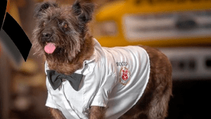 Despiden a Rocco, el fiel compañero de los bomberos de Roca: «era uno más de nuestra institución»