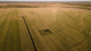El éxito del trigo en Río Negro: secretos de los buenos rindes en la Patagonia y el «caso Kaitacó»