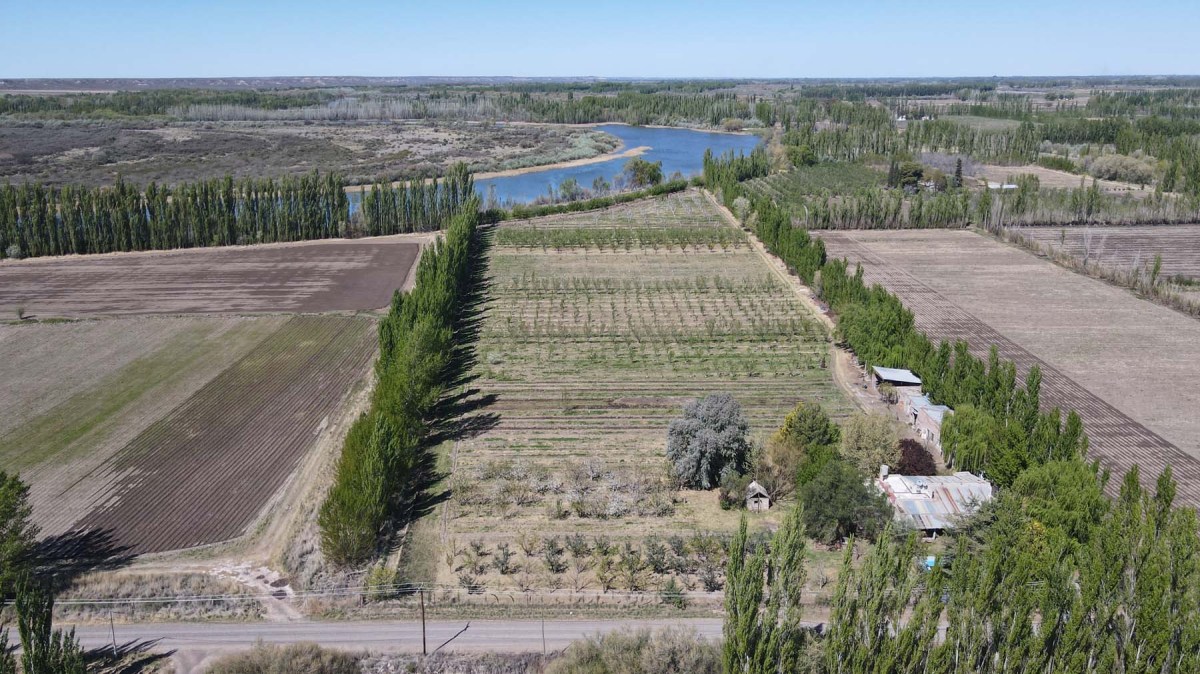 El campo de Choele Choel donde se cosechan trufas cada invierno. Foto: Fabián Ceballos.