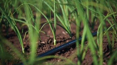 Mapa: dónde se desarrolla el cultivo que es boom en Río Negro