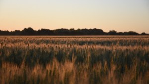 Una colonia menonita compró más de 5.000 hectáreas en una joya productiva de Río Negro