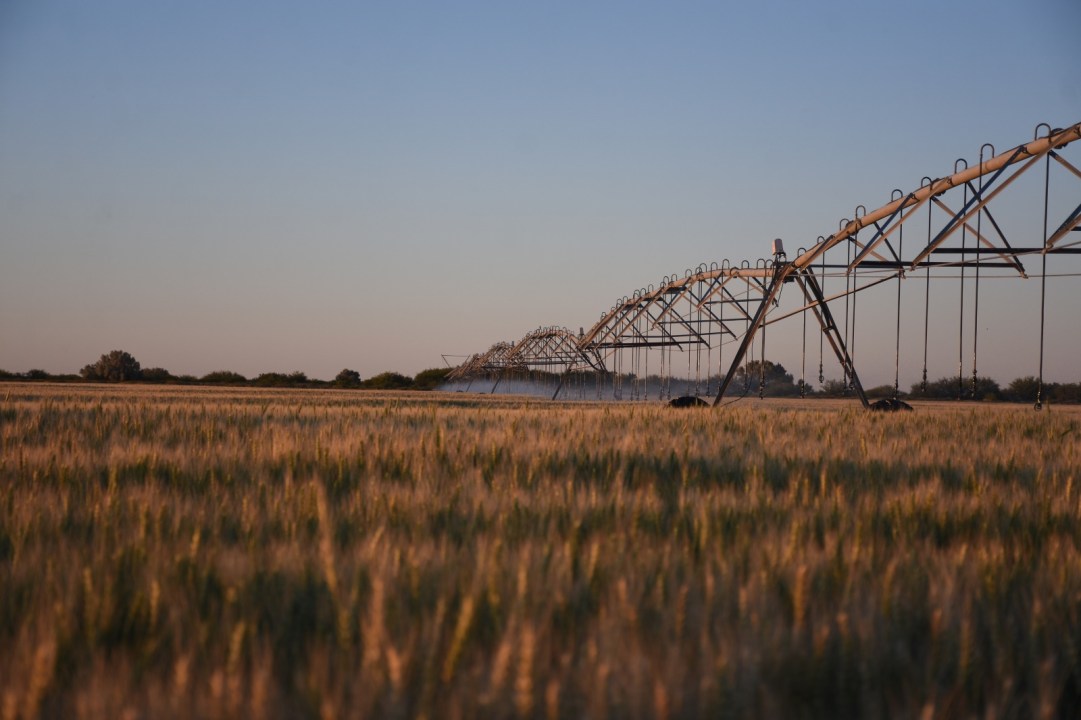 Campo de trigo en Negro Muerto, la zona beneficiada por la obra de electrificación.