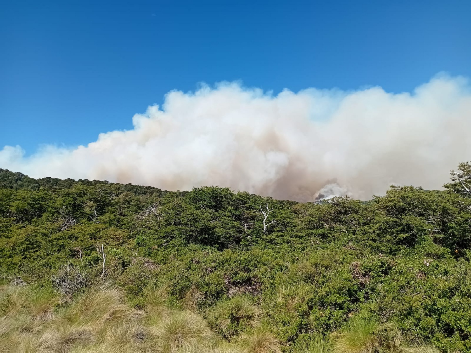 Incendio en el Parque Lanín. Foto: gentileza. 