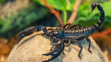 Animales Ponzoñosos.-