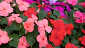 La planta fácil de cuidar que florece todo el año: ideal para principiantes