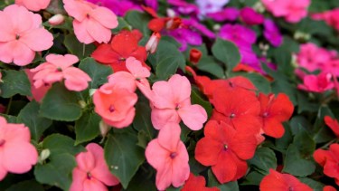 Su capacidad para adaptarse a distintas condiciones y su bajo nivel de exigencia la convierten en una elección acertada