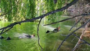 Sigue la búsqueda de Yéssica, la nina que fue arrastrada por el río en Balsa Las Perlas. Foto: Gentileza. 