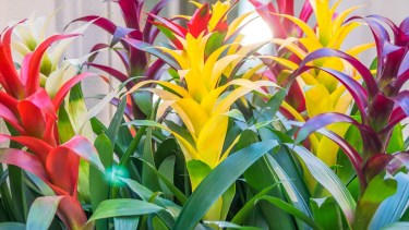 Esta planta pertenece a la familia de las bromeliáceas, cuenta con hasta 3.000 variedades agrupadas