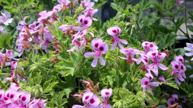 La citronela (Cymbopogon sp.), una planta aromática conocida por sus propiedades repelentes.