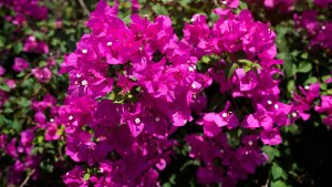 Tu jardín va a explotar de colores con esta planta trepadora: fácil de cuidar y se adapta a cualquier clima