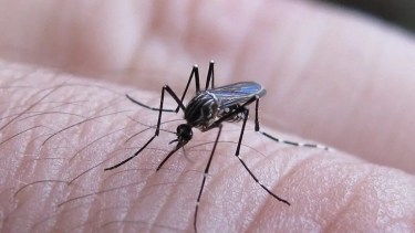 Detectaron el mosquito Aedes aegypti en Las Grutas. Foto: archivo