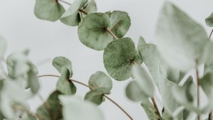 ¿Artrosis? La hierba aromática fácil de conseguir que alivia los dolores y mejora la circulación