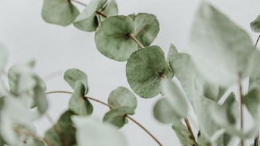 Si bien el eucalipto puede aliviar los síntomas de la artrosis, es importante recordar que no sustituye un tratamiento médico. 