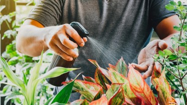 Con este abono casero, no solo se mejora la salud de las plantas, sino que también se fomenta un cuidado más natural y sostenible del jardín.