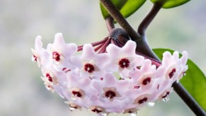 La planta de interior colgante con flores extravagantes que casi no necesita riego