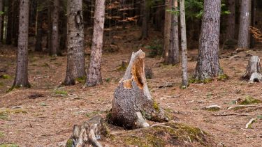 La biodiversidad es esencial para el equilibrio ecológico, pero está siendo gravemente afectada por actividades humanas.