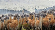 Imagen de Cómo la esquila de guanacos avanza con éxito bajo estrictos protocolos