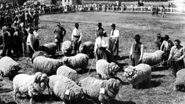 Ganadería ovina en Neuquén.