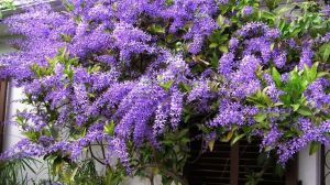 La planta trepadora similar a la glisina, pero mucho más fácil de cuidar