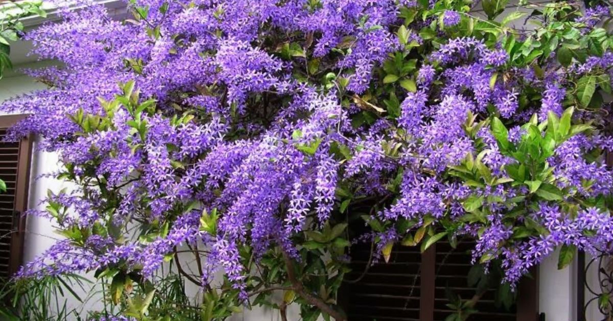 Conocé la Petrea volubilis, la trepadora que embellece los jardines