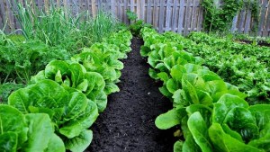 Huerta en casa: las plantas de alimentos que resisten el calor más intenso: ideales para el verano