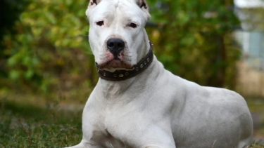 Brutal ataque de un dogo en Cutral Co.