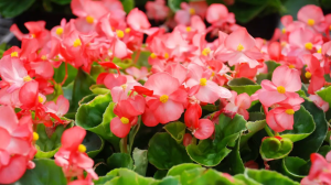 Las plantas que llenan la casa de flores y perfume y necesitan pocos cuidados