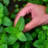 Imagen de Menta: por qué todos quieren tener esta planta en casa y cuáles son sus beneficios