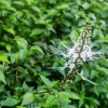 Imagen de Té de Java: qué es y por qué esta infusión se asocia al cuidado de los riñones
