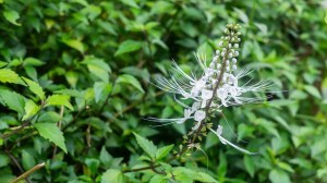 Té de Java: qué es y por qué esta infusión se asocia al cuidado de los riñones
