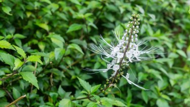 Incorporar esta bebida como parte de una rutina saludable puede ser una forma natural de apoyar la función renal y mejorar el bienestar. 