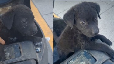 Video | Crueldad: llorando y encerrado en un baúl de moto, así encontraron a un perrito en Roca