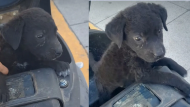 Llorando y encerrado en un baúl de moto, así encontraron a un perrito en Roca.