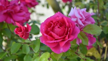 La poda de enero es clave para garantizar la salud de tus rosales y asegurar una explosión de flores en primavera. 