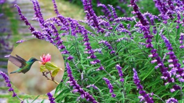 La Salvia microphylla alcanza entre 0,5 y 1 metro de altura, adaptándose perfectamente a jardines grandes, pequeños macizos florales e incluso macetas