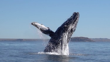 Teatro marino: las ballenas jorobadas en Chubut, un espectáculo que pocos conocen
