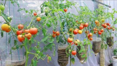 El cultivo de tomates en botellas colgantes es especialmente recomendable para quienes viven en casas sin patio. 
