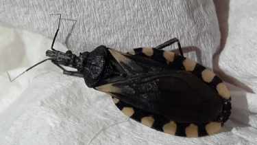 Salud llevó tranquilidad ante avistamiento de vinchucas en el Alto Valle. Foto: gentileza.