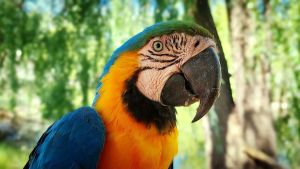 Febrero en Bubalcó: hay un lugar para seguir de vacaciones con los chicos