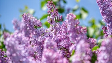 Su follaje denso y perenne lo hace ideal para setos y espacios con poca agua.-