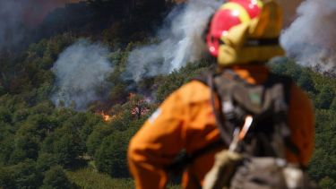 Foto: parque Lanín. 