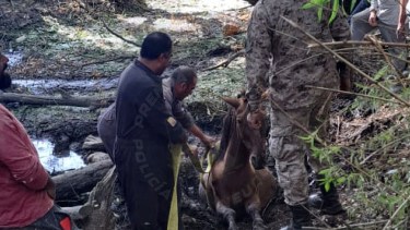 Foto: gentileza policía de Neuquén.