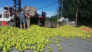 Fruticultura en Río Negro | Advierten que es «el peor de los últimos 40 años»: ¿Vuelven a tirar fruta?