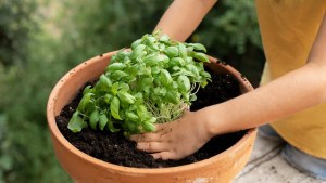 Cuál es la planta ancestral con la que podés condimentar comidas y calmar los dolores de cabeza