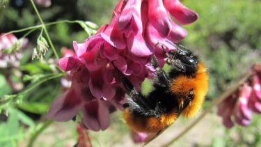 El “mangangá” es el único abejorro nativo del sur de Sudamérica. Foto: Carolina Morales