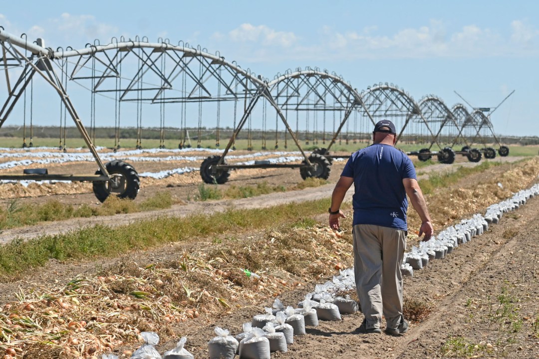 Papas en Río Negro. Una producción con altísima capacidad de crecer en Valle Medio. Foto: archivo Florencia Salto.