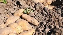 Imagen de 100 toneladas de papas por hectárea: el gran potencial de un cultivo clave en los valles del río Negro