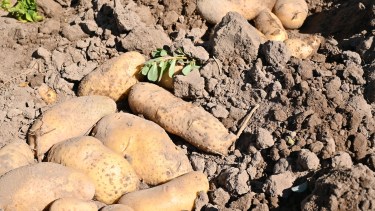 100 toneladas de papas por hectárea: el gran potencial de un cultivo clave en los valles del río Negro